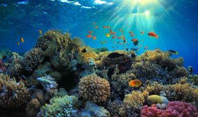 8 de junio: Día Mundial de los Océanos - Noticias de hoy en República Dominicana | De Último Minuto