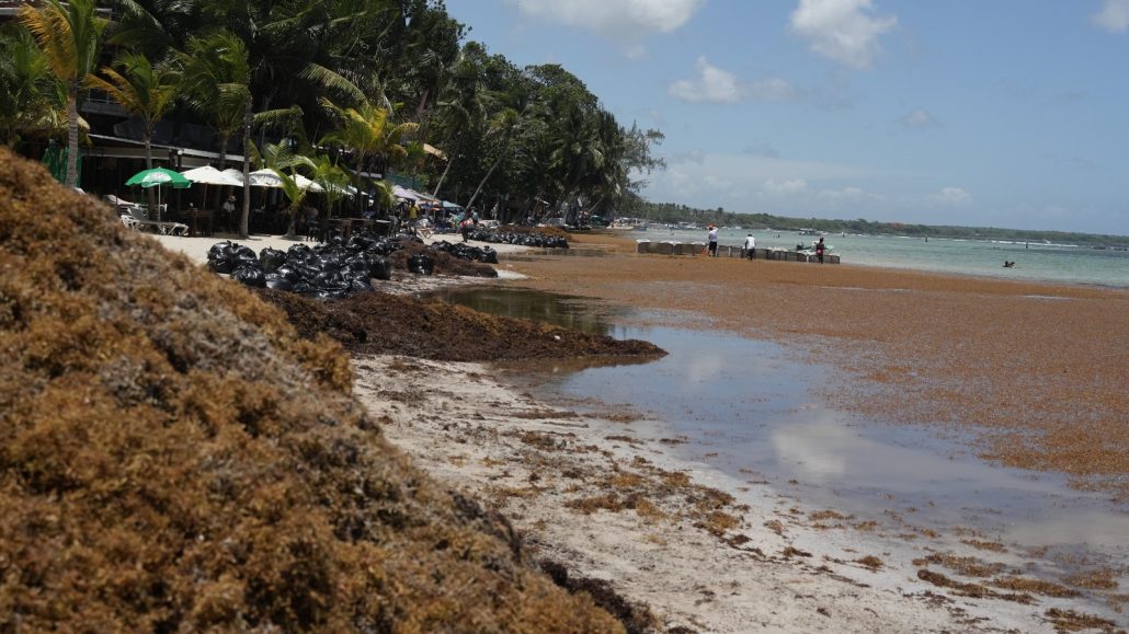 Sargazo afecta comercio y turismo en playa de Boca Chica