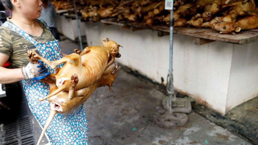 Animalistas celebran propuesta de ley que prohíba consumo de perro en Corea del Sur