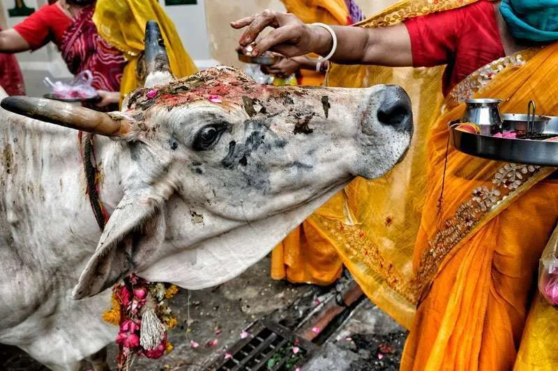 Linchan a un hombre en India por contrabando de carne de vaca