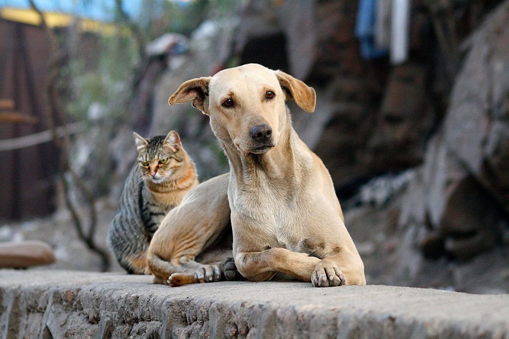 Aclaran perros y gatos sí están contemplados en reglamento de cacería de Medio Ambiente