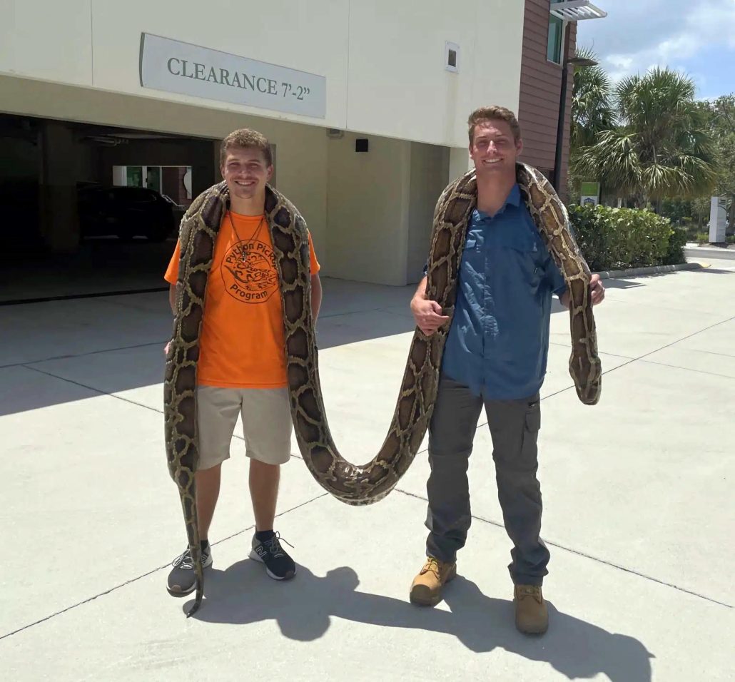 Capturan una pitón de 5,80 metros de largo, la más grande cazada hasta ahora en Florida