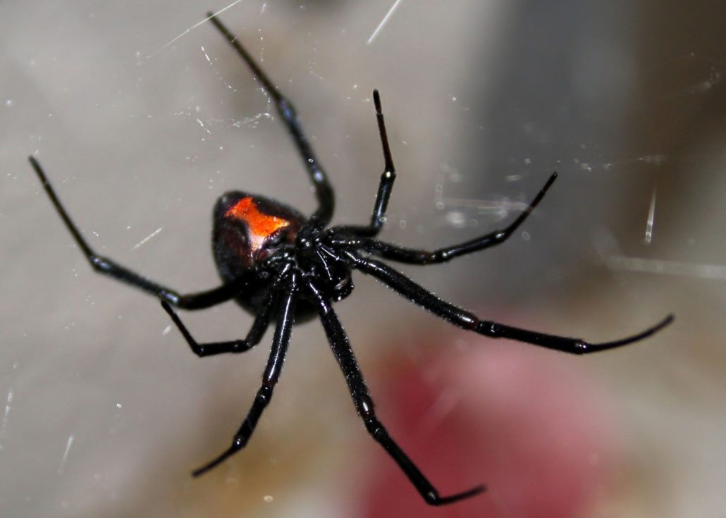 Niño en Bolivia se deja picar por una araña para ser Spider Man