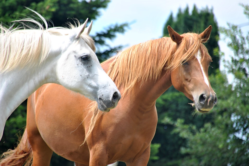 ¡Se buscan! Autoridades en Florida persiguen ladrones de caballos