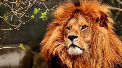 Día Mundial del León