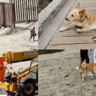 ¡Fin del sueño americano! Deportan a un perro que cruzó la frontera de México a EEUU - Noticias de hoy en República Dominicana | De Último Minuto