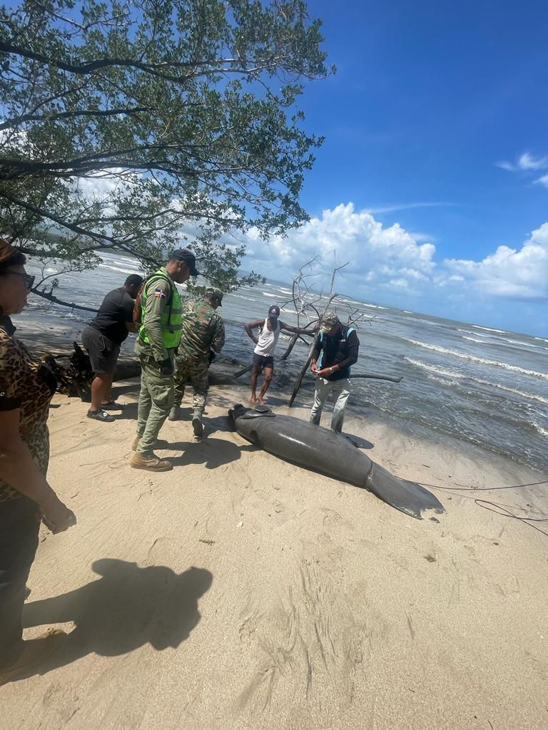 Encuentran Manatí muerto en playa de Puerto Plata