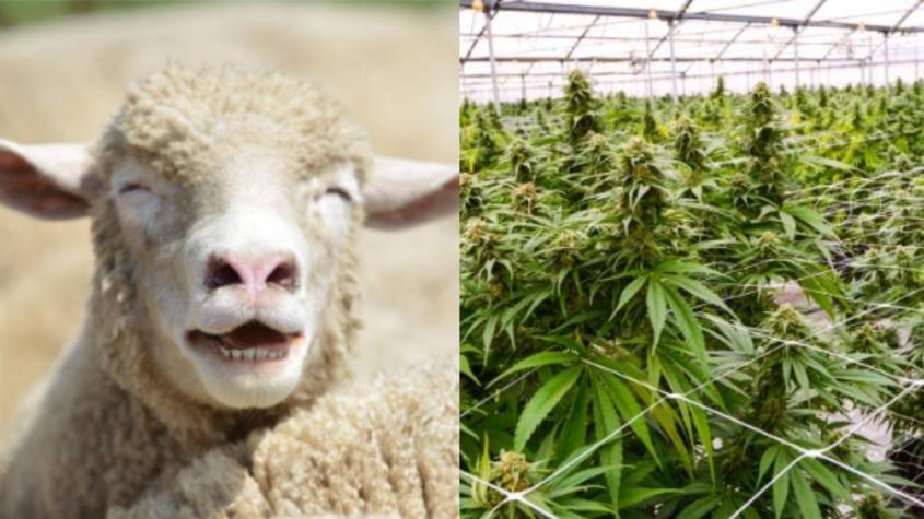 Un rebaño de ovejas se comió una plantación de 100 kilos de cannabis medicinal en la ciudad de Almyros, Volos, Tesalia, en Grecia.