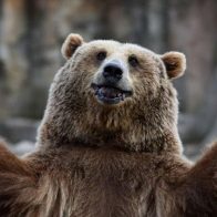 Un oso “sediento” invade una casa, abre un refrigerador y se toma varios refrescos - Noticias de hoy en República Dominicana | De Último Minuto