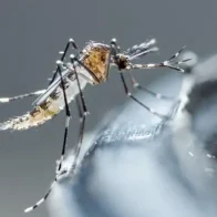 República Dominicana reporta 1.057 nuevos casos sospechosos de dengue - Noticias de hoy en República Dominicana | De Último Minuto