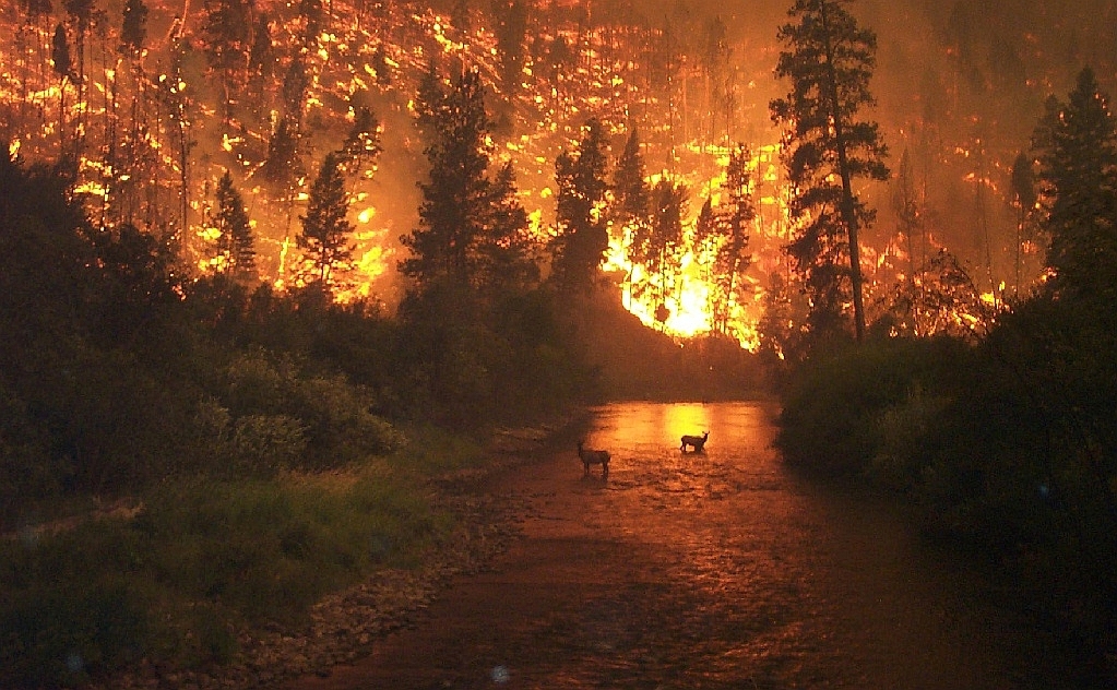 Al menos dos muertos a raíz de incendios forestales en noreste de Australia