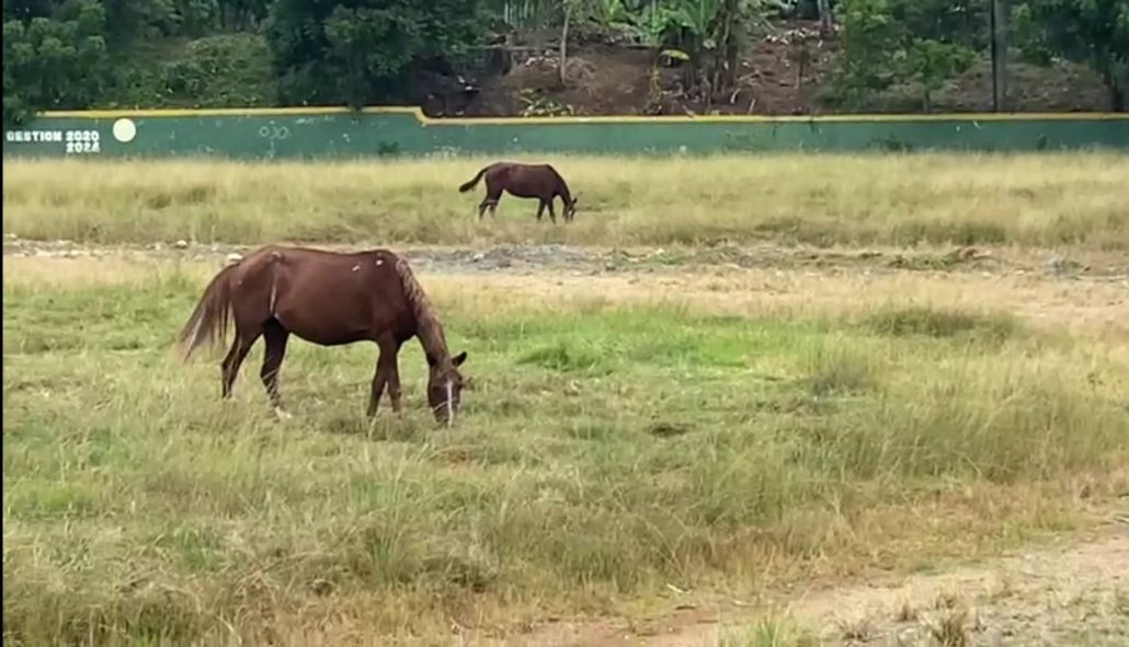 En el terreno de juego del play Nino Espinosa, de Villa Altagracia, puede apreciarse a corceles comiendo el frondoso pasto que allí se crece.