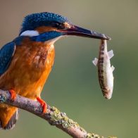 Descubren qué genes permiten al martín pescador bucear sin dañarse el cerebro - Noticias de hoy en República Dominicana | De Último Minuto