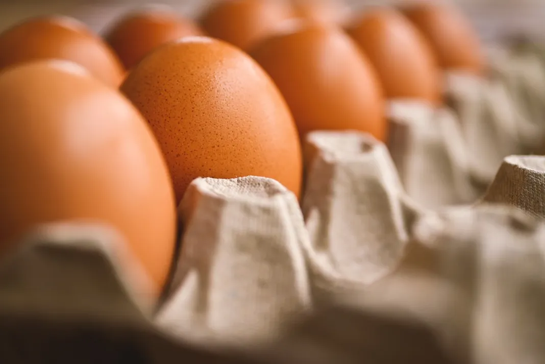 Avicultores exportan unidades de huevos a cuba ante crisis con Haití
