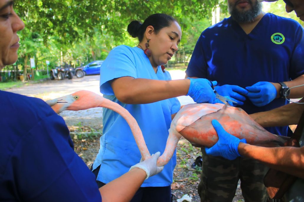 Medio Ambiente pone al cuidado del Zoológico 17 flamencos