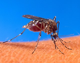 Nicaragua registra 437 casos confirmados de dengue y 5.007 sospechosos en la última semana