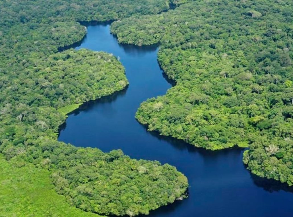 El 42% de los bosques vírgenes de la Amazonía no tiene protección y puede desaparecer