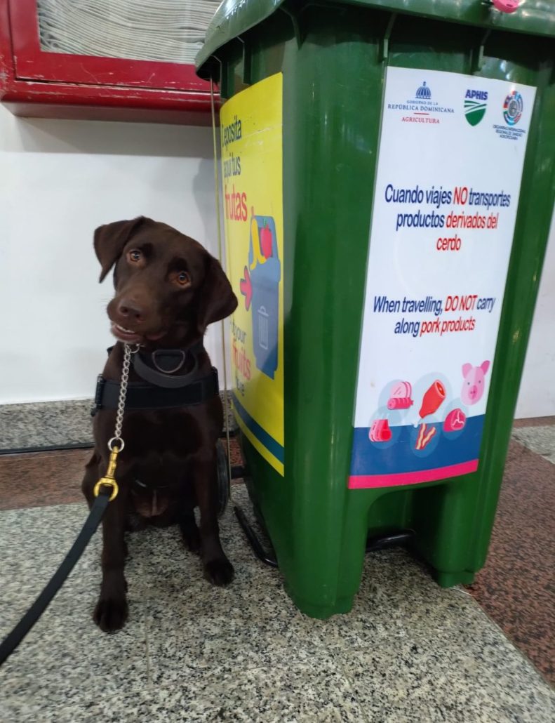 Conoce a Dolly, la perra guardiana de la Peste Porcina en el AILA