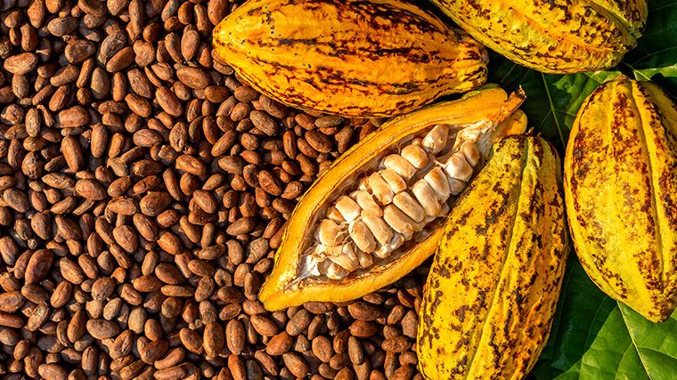 Cacao y chocolate: Fuente de ingresos económicos para la República Dominicana