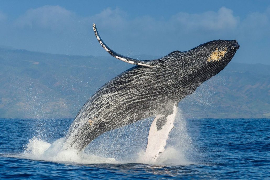 Estudio revela ballenas desarrollaron sus enormes tamaños hace 19 millones de años