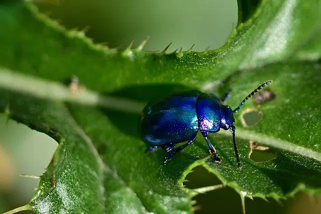 Escarabajos, polillas y saltamontes son los insectos que más están desapareciendo