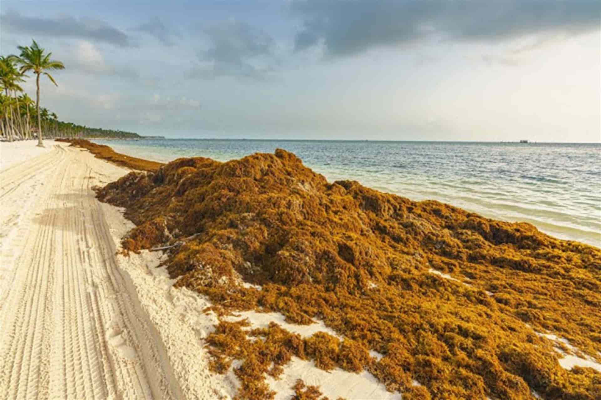 Destinan 68.8 millones de pesos a investigaciones contra el sargazo - Noticias de hoy en República Dominicana | De Último Minuto