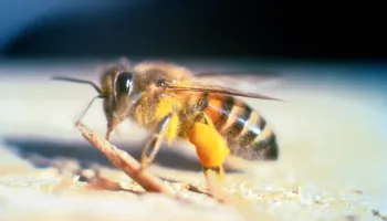 Muere hombre de 74 años atacado por abejas africanas en Nicaragua