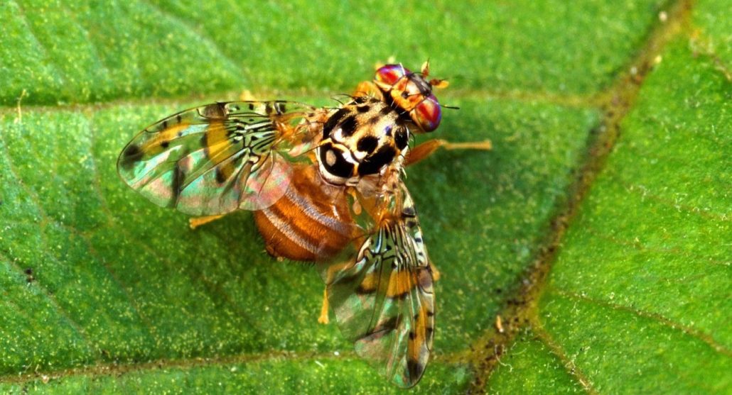 Mosca del Mediterráneo