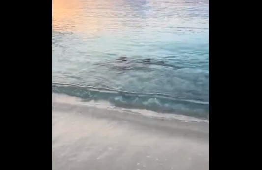 Tiburón aparece en las costas de Cabo Rojo, Pedernales