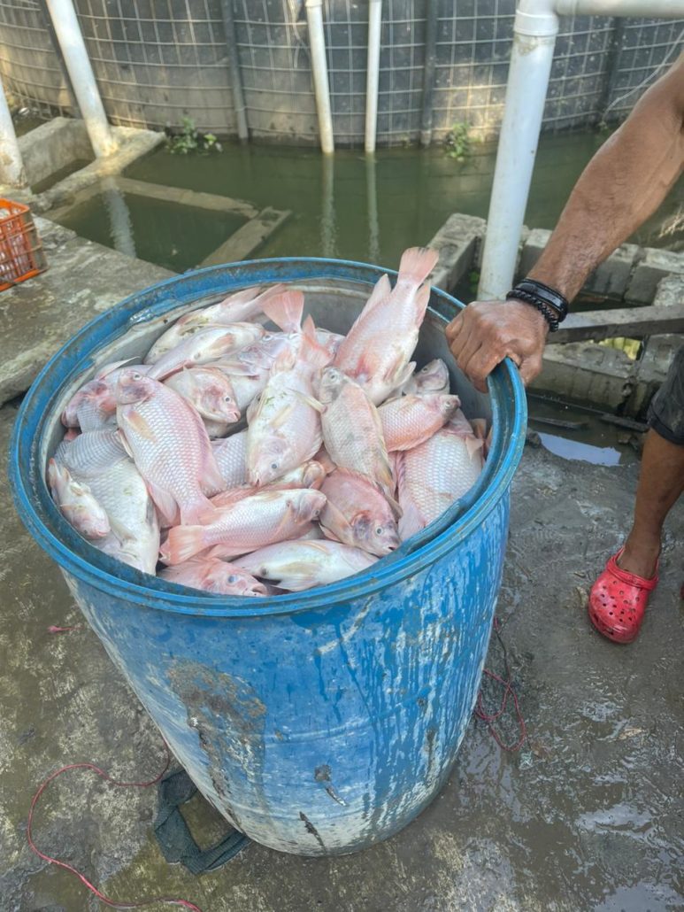 Ciudadana denuncia muerte de más de 60 mil peces por un corte de electricidad en Rancho Viejo