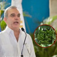 Abinader crea Comisión Dominicana del Plátano para fortalecer su producción - Noticias de hoy en República Dominicana | De Último Minuto