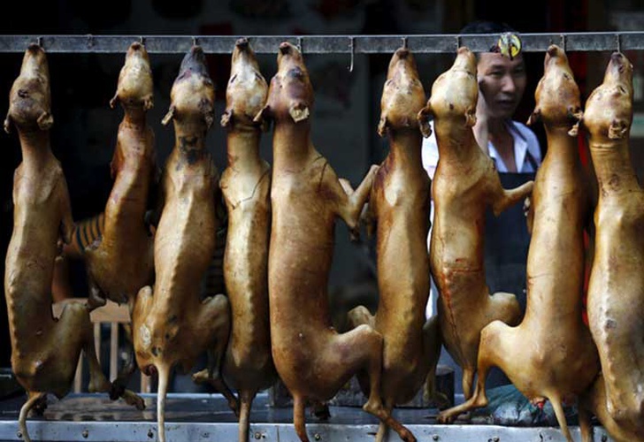 El consumo de perro: una práctica vigente en algunos países asiáticos