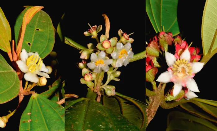 Descubren para la ciencia siete nuevas especies de plantas en la Amazonía de Perú