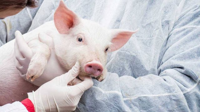 Científicos crean cerdos para trasplantes a humanos por primera vez en Japón