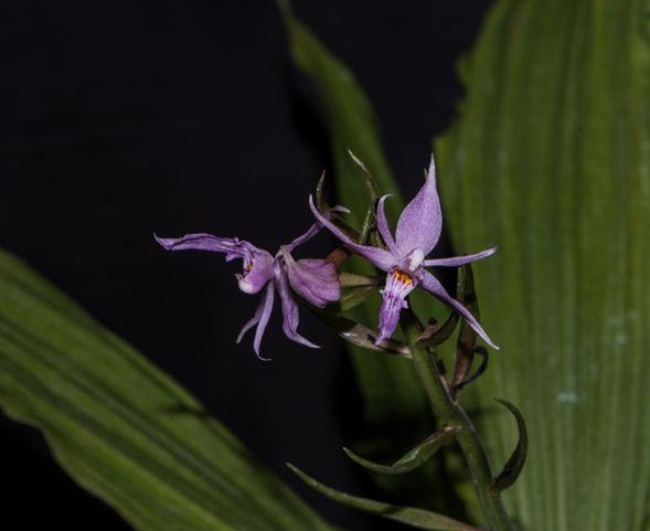 Descubren una nueva especie de orquídea en el sur de China