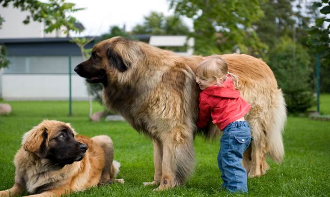 Según un nuevo estudio, los perros grandes o con el hocico chato (como los Bulldogs) viven menos que los pequeños.