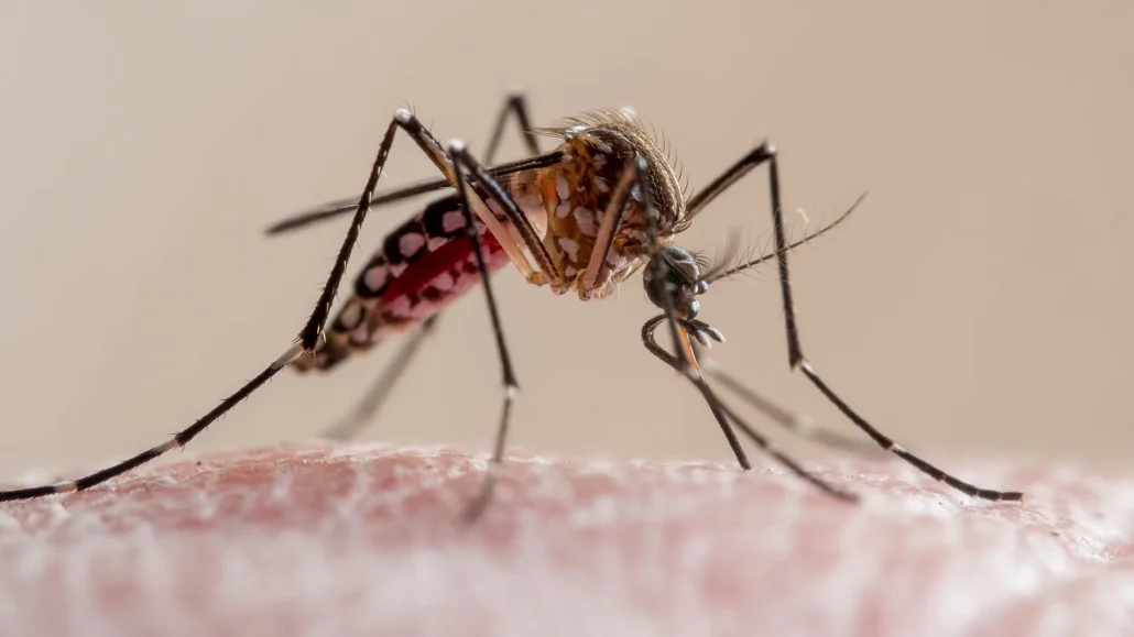 Brasil abre centro de emergencias tras casos de dengue