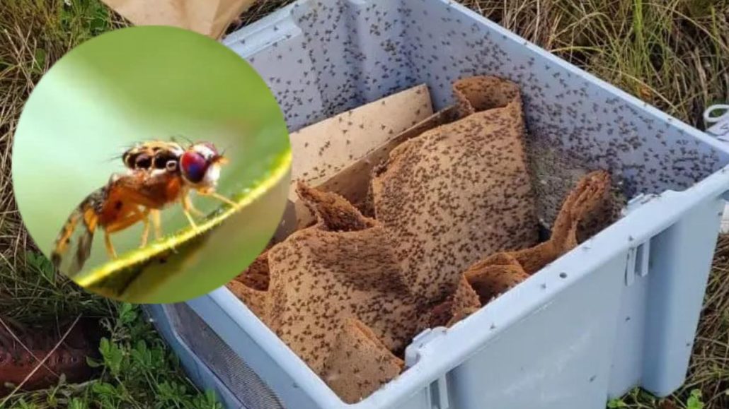 RD se encamina a la erradicación de la Mosca del Mediterráneo