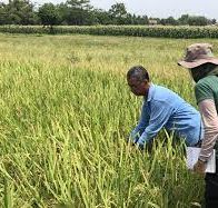 RD tuvo cosecha récord de arroz de 14 millones 700 mil quintales en 2021-2022 - Noticias de hoy en República Dominicana | De Último Minuto