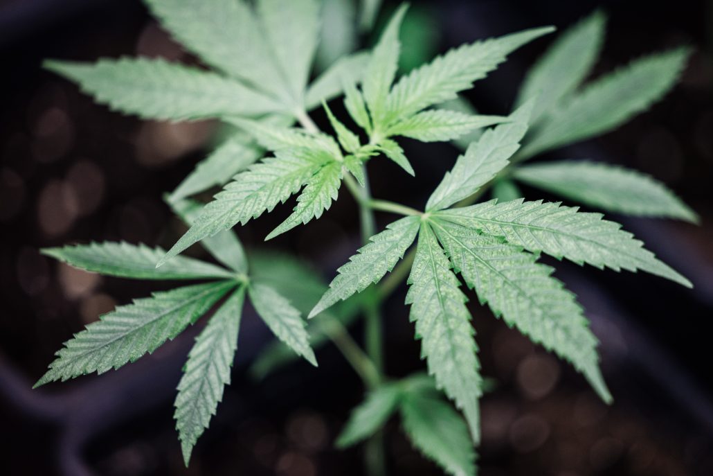 Cámara alta alemana aprueba la legalización parcial del cannabis