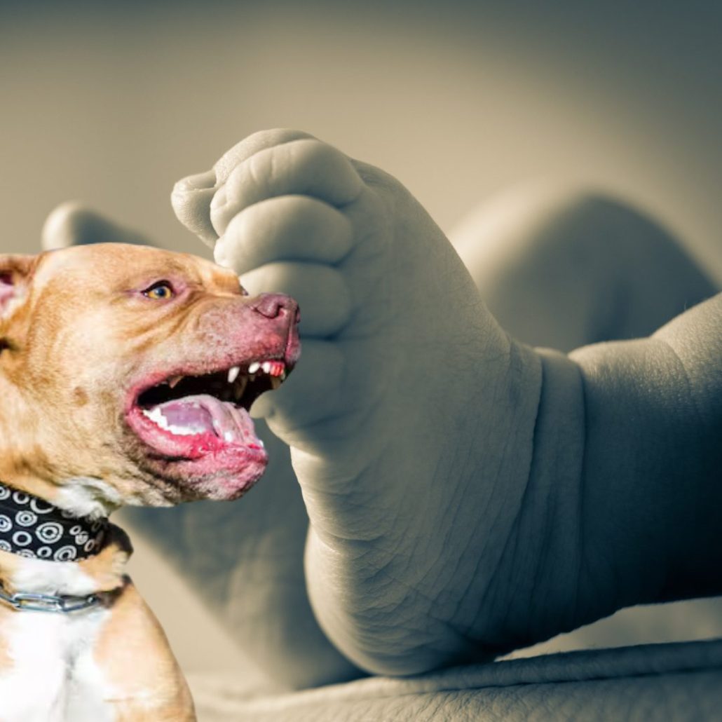 Muere un bebé de 15 meses atacado por dos pitbulls en Italia