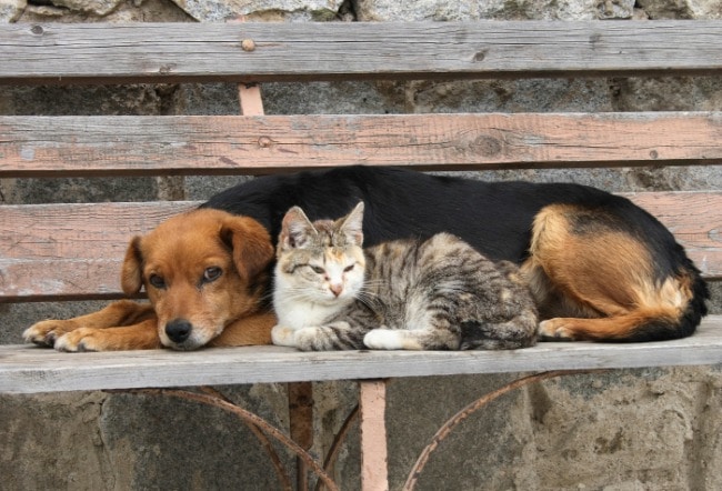 Día internacional de los animales callejeros