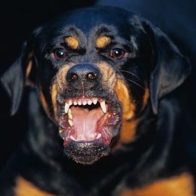 Perro ataca y mata a gemelas recién nacidas en Brasil