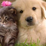 Perros y gatos podrían transmitir a los dueños bacterias resistentes - Noticias de hoy en República Dominicana | De Último Minuto