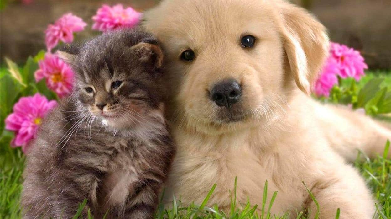 Perros y gatos podrían transmitir a los dueños bacterias resistentes - Noticias de hoy en República Dominicana | De Último Minuto