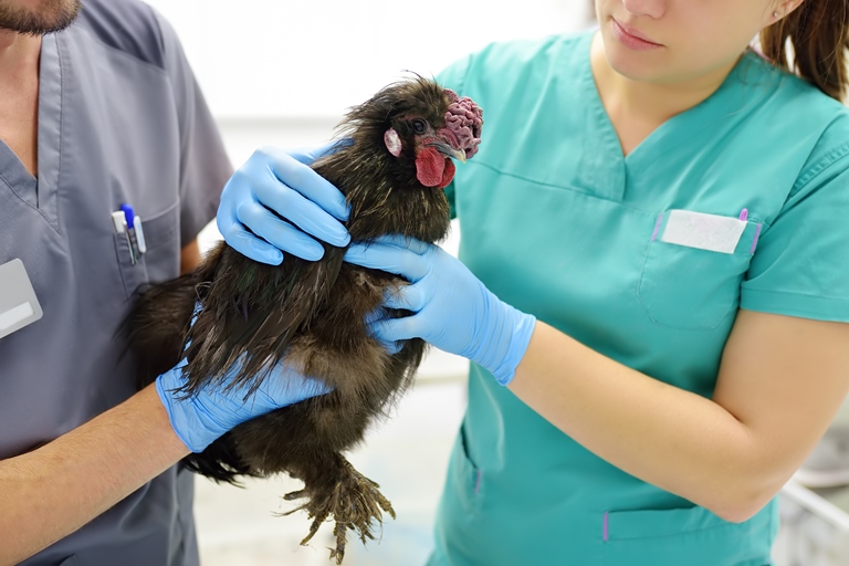 OMS advierte se debe vigilar de cerca la transmisión de la gripe aviar H5N1 a humanos