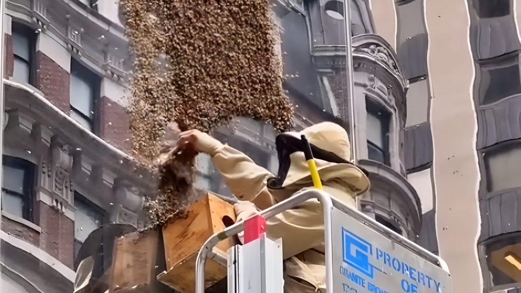 Nueva York va a proteger sus abejas con hoteles y búnkeres
