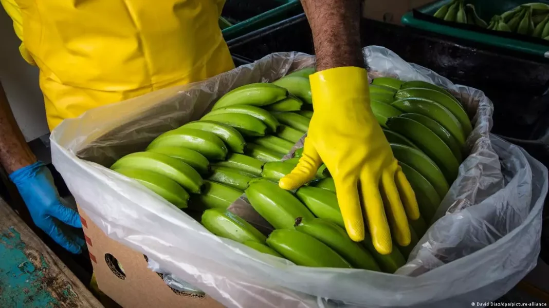Incautan 1,175 kilos de cocaína en contenedor de plátanos