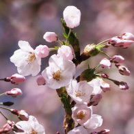 Los cerezos florecen cada vez más pronto en Japón por culpa del cambio climático - Noticias de hoy en República Dominicana | De Último Minuto