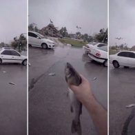 Insólita 'lluvia' de peces sobre una ciudad iraní - Noticias de hoy en República Dominicana | De Último Minuto